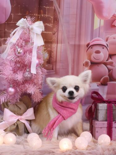 20241212クッキーくん